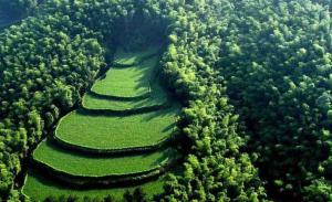Southern Shu Bamboo Sea